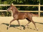 Merrie veulen D pony, Dieren en Toebehoren, Paarden, Merrie