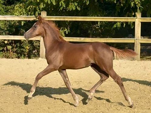 Merrie veulen D pony, Dieren en Toebehoren, Paarden, Merrie