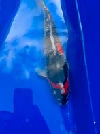 Japanese koi - Goshiki 45 cm, Karper of Koi