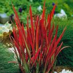 Japans bloedgras - Imperata 'red baron', Ophalen, Zomer