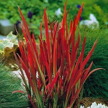 Japans bloedgras - Imperata 'red baron' beschikbaar voor biedingen