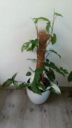 Syngonium albo variegata, Huis en Inrichting, Kamerplanten, Ophalen, Overige soorten, Minder dan 100 cm