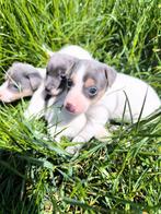 Jack russell pups, België, Jack Russell Terriër, CDV (hondenziekte), 8 tot 15 weken