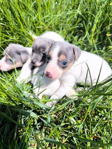 Chiots Jack Russell, Chienne, Belgique, Plusieurs, Parvovirose
