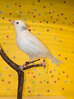 Kanarie Timbrado classico, Dieren en Toebehoren, Mannelijk, Zangkanarie