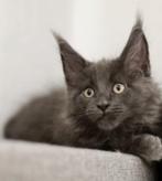 Maine Coon kittens, Meerdere dieren, Gechipt, 0 tot 2 jaar
