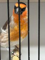 Distelvink maal goudvink, Dieren en Toebehoren