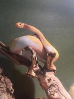 Pythons regius, Animaux & Accessoires