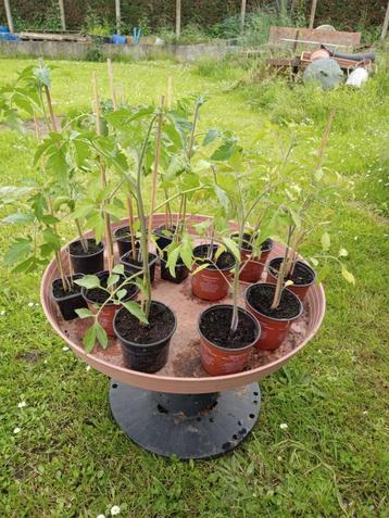 Plants de tomates