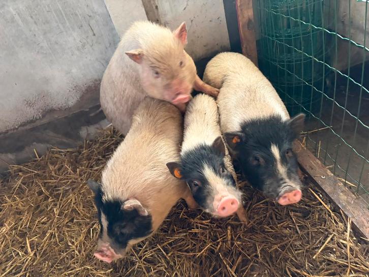 Mini-varkentjes  beertjes – nestje van 4 juli ️, Dieren en Toebehoren, Schapen, Geiten en Varkens