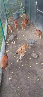 Hennen, Dieren en Toebehoren, Pluimvee, Vrouwelijk, Kip