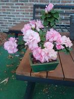 1 azalea met pot foto van vandaag!!, Tuin en Terras, Ophalen