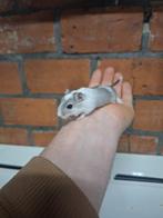 Jonge Mongoolse gerbils, verschillende kleurtjes, handtam, Dieren en Toebehoren, Tam