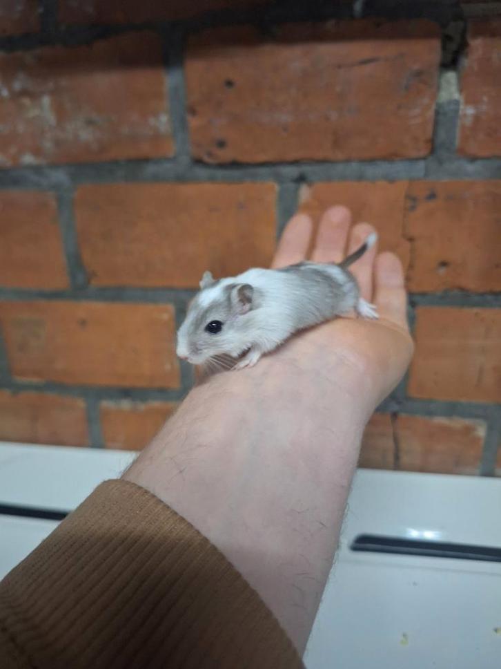 Jonge Mongoolse gerbils, verschillende kleurtjes, handtam, Dieren en Toebehoren, Reptielen en Amfibieën, Tam