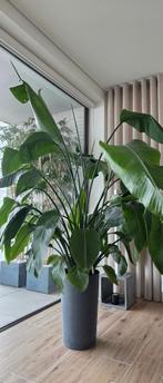 Belle fleur d'oiseau de paradis, Maison & Meubles, Plantes d'intérieur, Plante potagère, En pot, Enlèvement, 200 cm ou plus