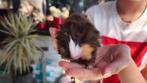 Peruaanse cavia, Dieren en Toebehoren, Knaagdieren, Cavia, Augustus, Meerdere dieren, Tam