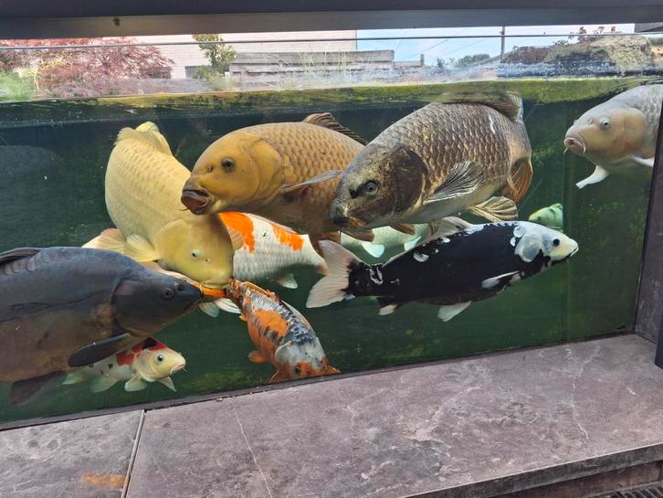 Vijver met mooie visse en filter, Tuin en Terras, Vijvers, Ophalen