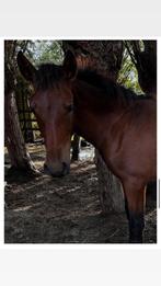 PRE veulens van 2025, Dieren en Toebehoren, Paarden, Met stamboom, Dressuurpaard, 0 tot 2 jaar, Hengst