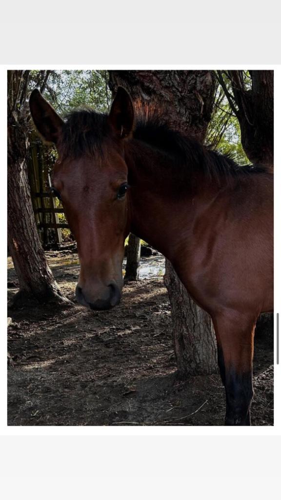 Poulains PRE à partir de 2025 et 2026, Animaux & Accessoires, Chevaux, Étalon, Ne s'applique pas, 160 à 165 cm, 0 à 2 ans, Cheval de dressage