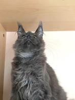 Laatste Maine Coon Blue Smoke katertje met stamboom, Meerdere dieren, Gechipt, 0 tot 2 jaar
