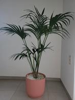 Kamerplant, Huis en Inrichting, Kamerplanten, Ophalen
