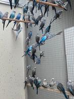 Blauw en grijs blackwings 2025, Dieren en Toebehoren, Meerdere dieren, Parkiet, Geringd