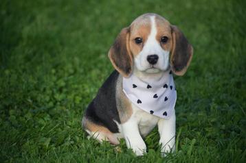 Beagle pups uit nest te kiezen beschikbaar voor biedingen
