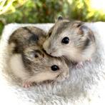 Prachtige allerschattigste troetelhamstertjes (4-8 weken), Animaux & Accessoires, Rongeurs, Hamster, Décembre, Domestique, Plusieurs animaux