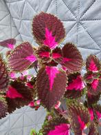 Coleus ongeveer 20-30 cm, Huis en Inrichting, Kamerplanten, Ophalen of Verzenden