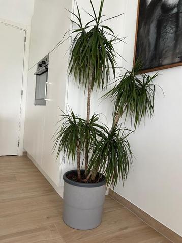 Kamerplant met pot beschikbaar voor biedingen