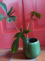 TE KOOP Jonge Philodendron Pedatum, Ombre partielle, Plante verte, Enlèvement, Moins de 100 cm