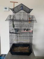 Forpus + toebehoren te koop, Geslacht onbekend, Dwergpapegaai of Agapornis, Geringd