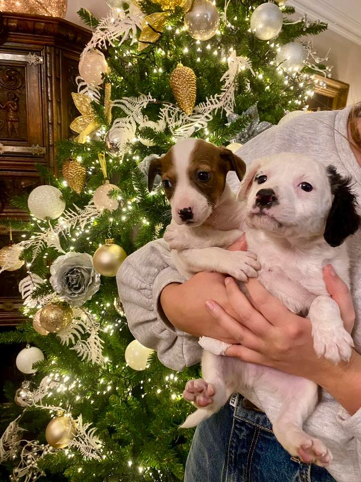 Zalige Jack Russel pups bij ons op de boerderij-18 december, Animaux & Accessoires, Chiens | Jack Russell & Terriers, Plusieurs animaux