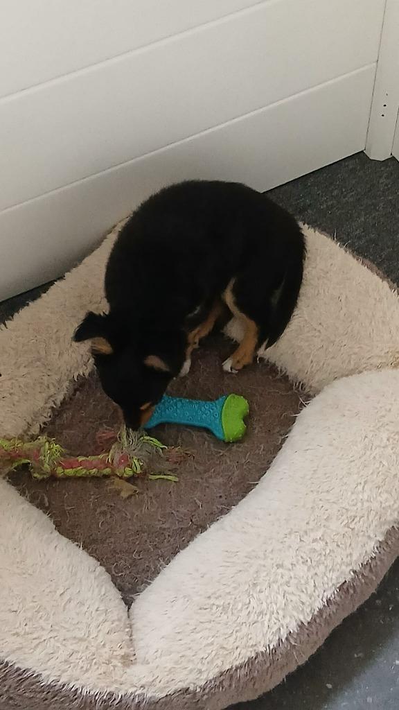 chihuahua pups, Dieren en Toebehoren, Honden | Chihuahua's en Gezelschapshonden, Meerdere dieren, Chihuahua, Fokker | Hobbymatig