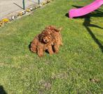 Poedel pups, Poedel, 15 weken tot 1 jaar, Buitenland, CDV (hondenziekte)