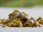 Zuivere paardenmest gratis, Tuin en Terras, Ophalen, Mest