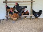 Haan, Dieren en Toebehoren, Mannelijk, Kip