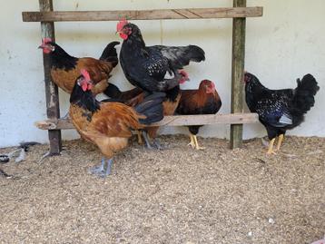 Haan, Mâle, Poule ou poulet
