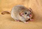 Twee lieve dames 8 weken oud met pakket - rattery, Dieren en Toebehoren, Knaagdieren, Augustus, Vrouwelijk, Rat