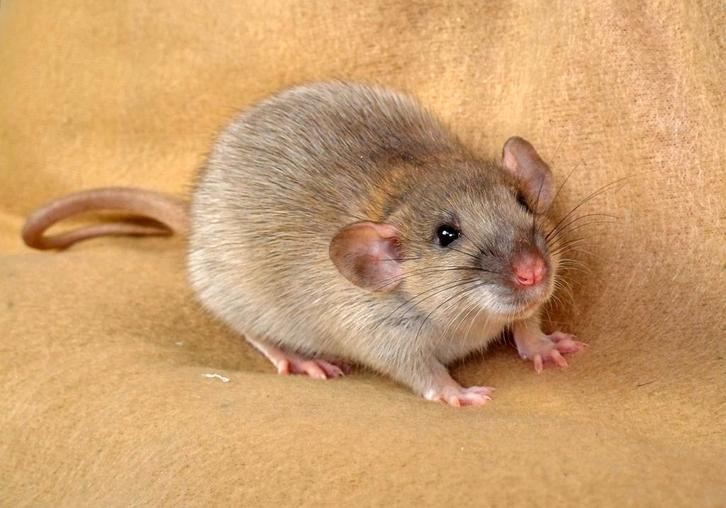Twee lieve dames 8 weken oud met pakket - rattery, Dieren en Toebehoren, Knaagdieren, Vrouwelijk, Rat, Augustus
