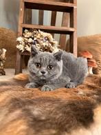 Brits Korthaar kitten, Chat, Vermifugé, 0 à 2 ans