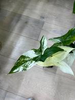 Syngonium Albo Variegata, Huis en Inrichting, Kamerplanten, Ophalen of Verzenden