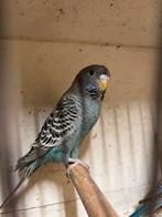 Koppel grasparkiet BLACKFACE, Dieren en Toebehoren, Vogels | Parkieten en Papegaaien, Meerdere dieren, Parkiet