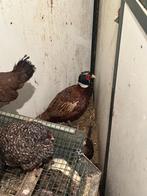 Faisan, Dieren en Toebehoren, Vrouwelijk