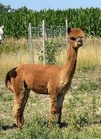 Schitterende, dekrijpe beige alpaca hengst, Dieren en Toebehoren, Overige Dieren, Juni, Mannelijk