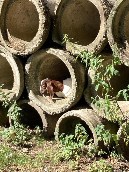 Boergeitjes ,bokjes, Dieren en Toebehoren, Schapen, Geiten en Varkens, Mannelijk, 0 tot 2 jaar