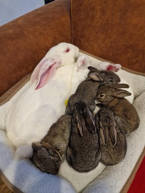 Verschillende Duitse Reus Konijnen te koop, Dieren en Toebehoren, Konijnen, Groot, Meerdere dieren, 0 tot 2 jaar