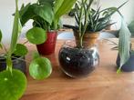 Plantes verte, Ophalen, Overige soorten, Halfschaduw, In pot