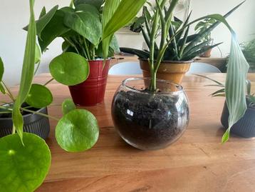 Plantes verte  beschikbaar voor biedingen