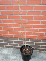 Quercus Robur Fastigiata Koster; Zuileiken in 6l pot: 15€, In pot, Minder dan 100 cm, Zuilboom, Volle zon